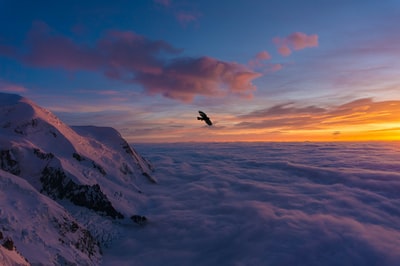 白天在白雪覆盖的山上飞翔的鸟